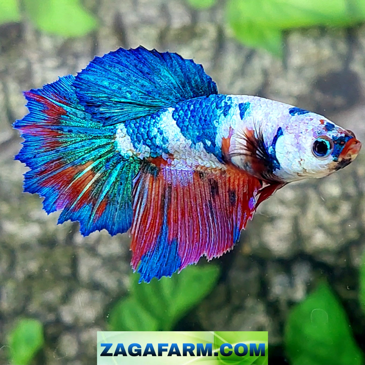 Multicolor Fancy Halfmoon Female For Sorority Tank/Breed