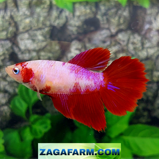 Red Pink Fancy Halfmoon Female For Sorority Tank/Breed