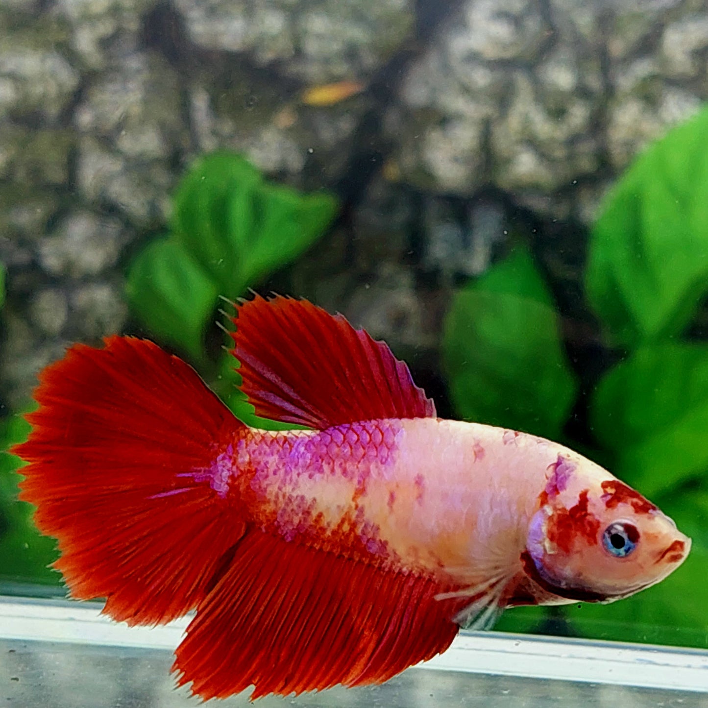 Red Pink Fancy Halfmoon Female For Sorority Tank/Breed