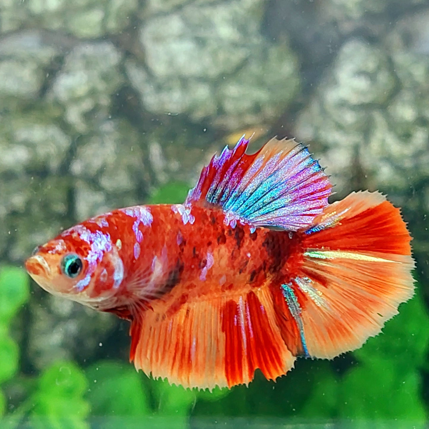 Multicolor Candy Galaxy Halfmoon Female For Sorority Tank/Breed