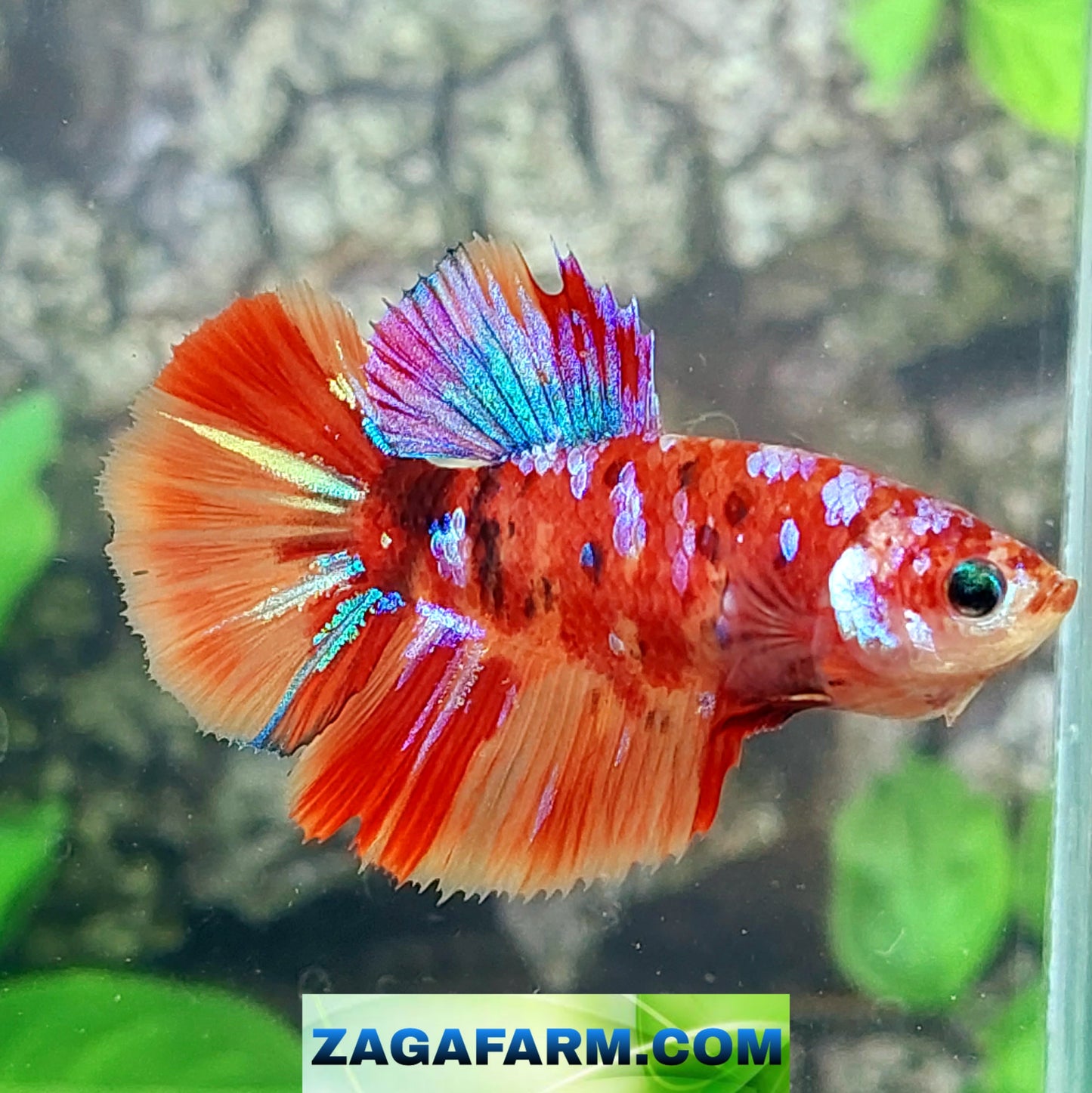 Multicolor Candy Galaxy Halfmoon Female For Sorority Tank/Breed