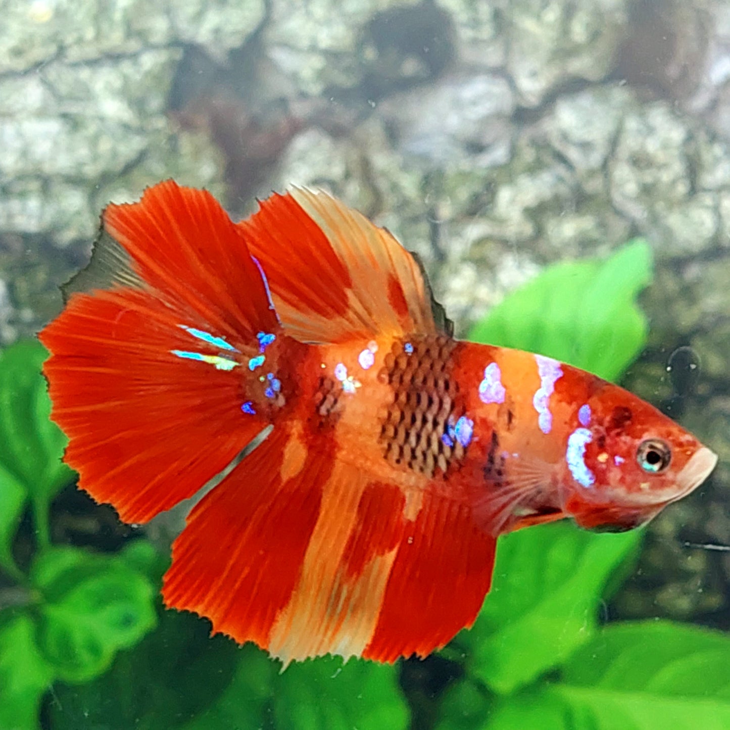 Multicolor Nemo Galaxy Halfmoon Female For Sorority Tank/Breed