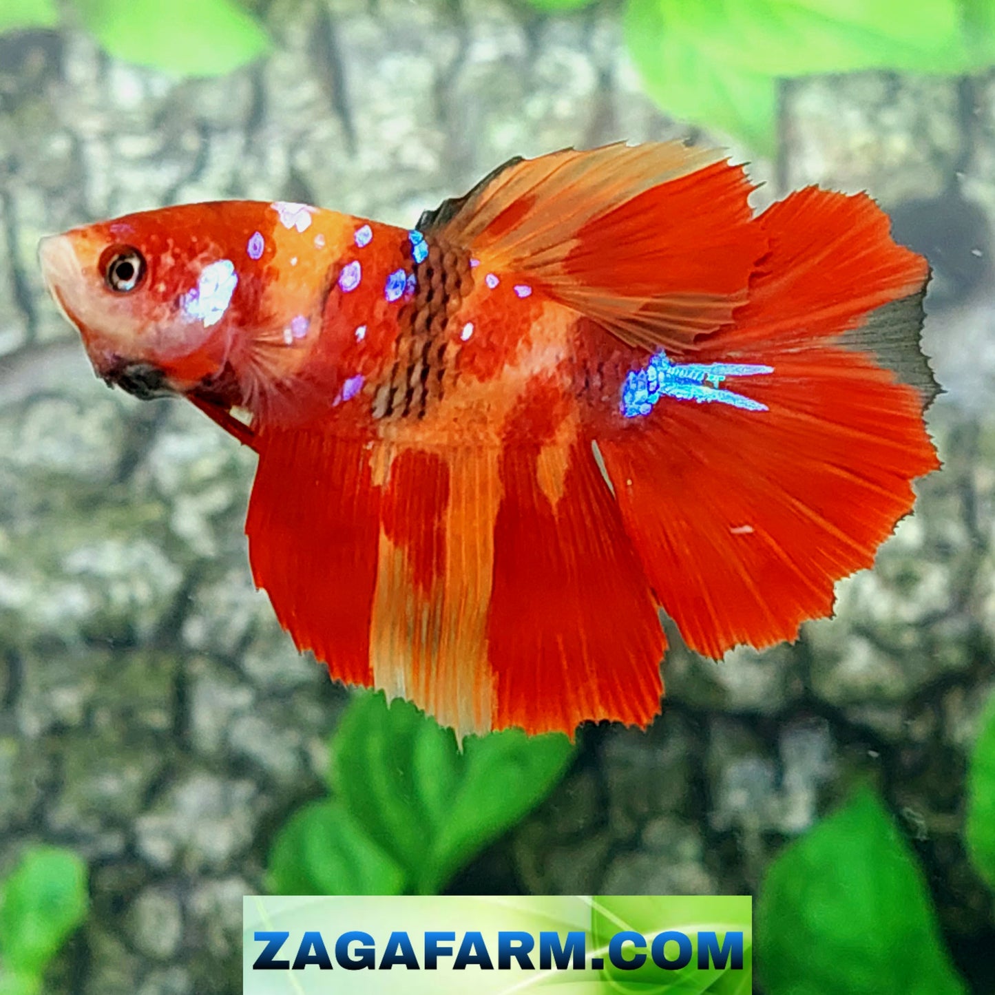 Multicolor Nemo Galaxy Halfmoon Female For Sorority Tank/Breed