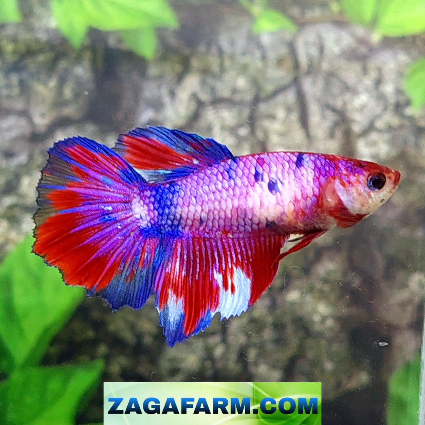 Multicolor Purple Pink Candy Halfmoon Female For Sorority Tank/Breed