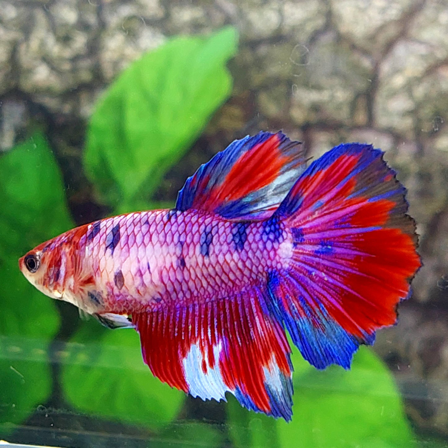 Multicolor Purple Pink Candy Halfmoon Female For Sorority Tank/Breed