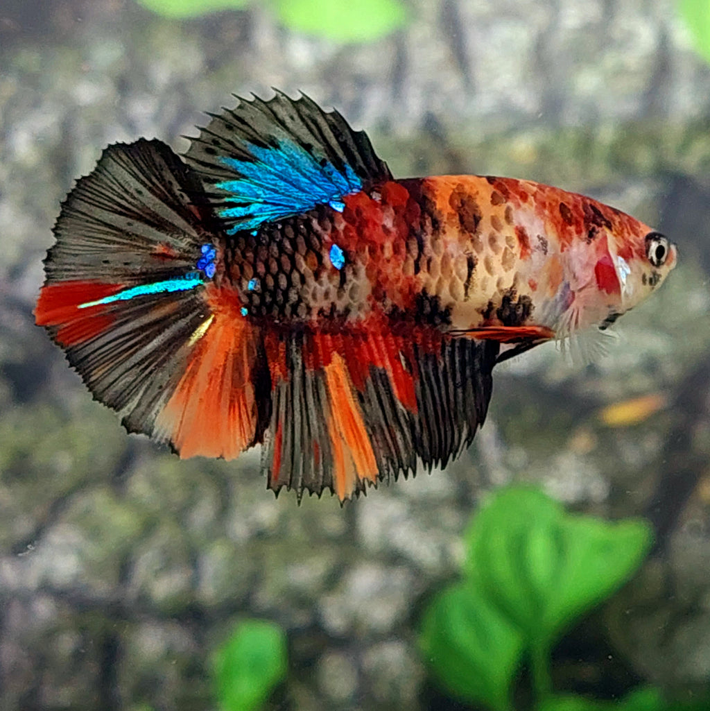 Orange Black Koi Galaxy Halfmoon Female For Sorority Tank/Breed