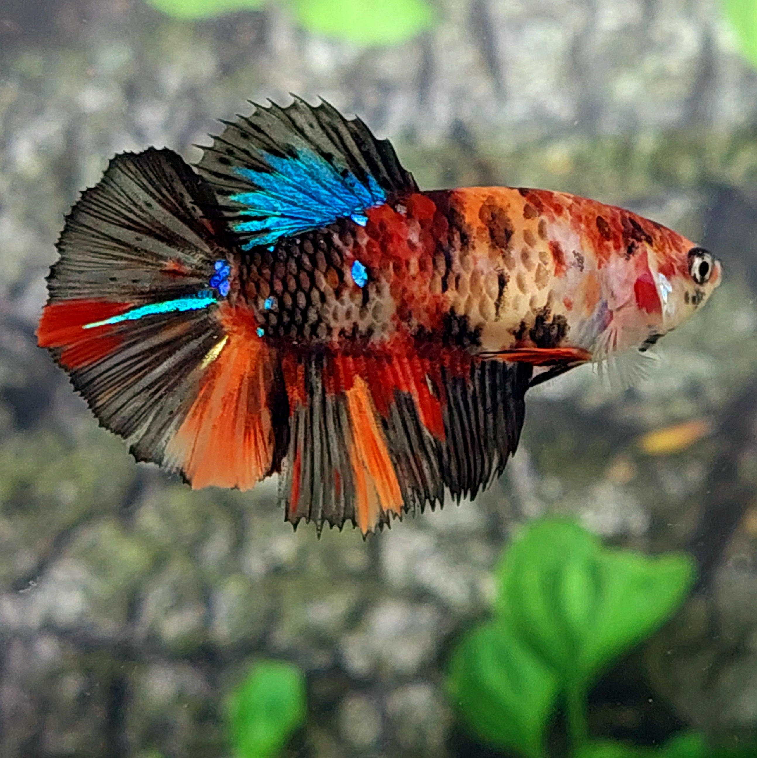 Orange Black Koi Galaxy Halfmoon Female For Sorority Tank/Breed