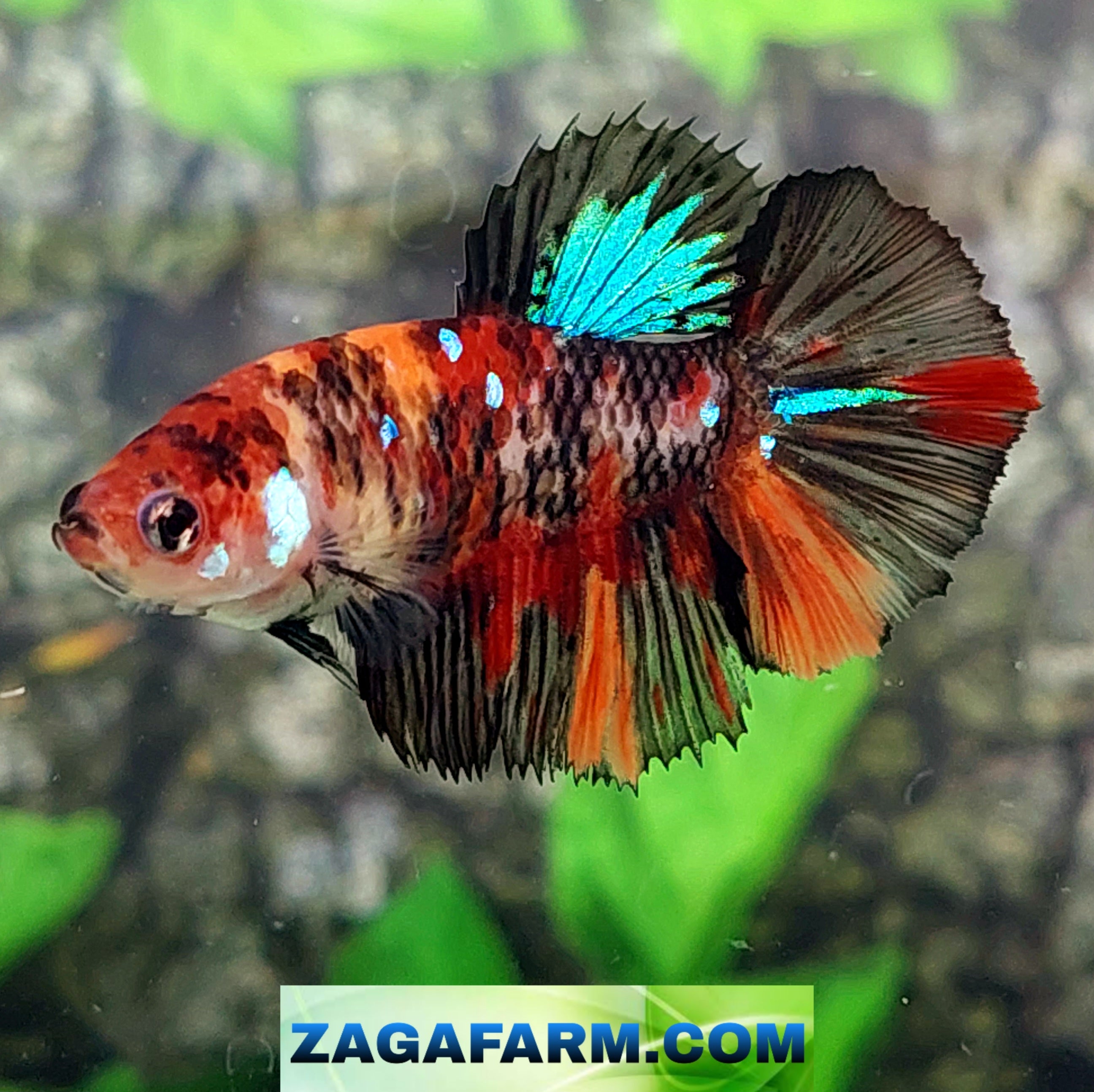 Orange Black Koi Galaxy Halfmoon Female For Sorority Tank/Breed