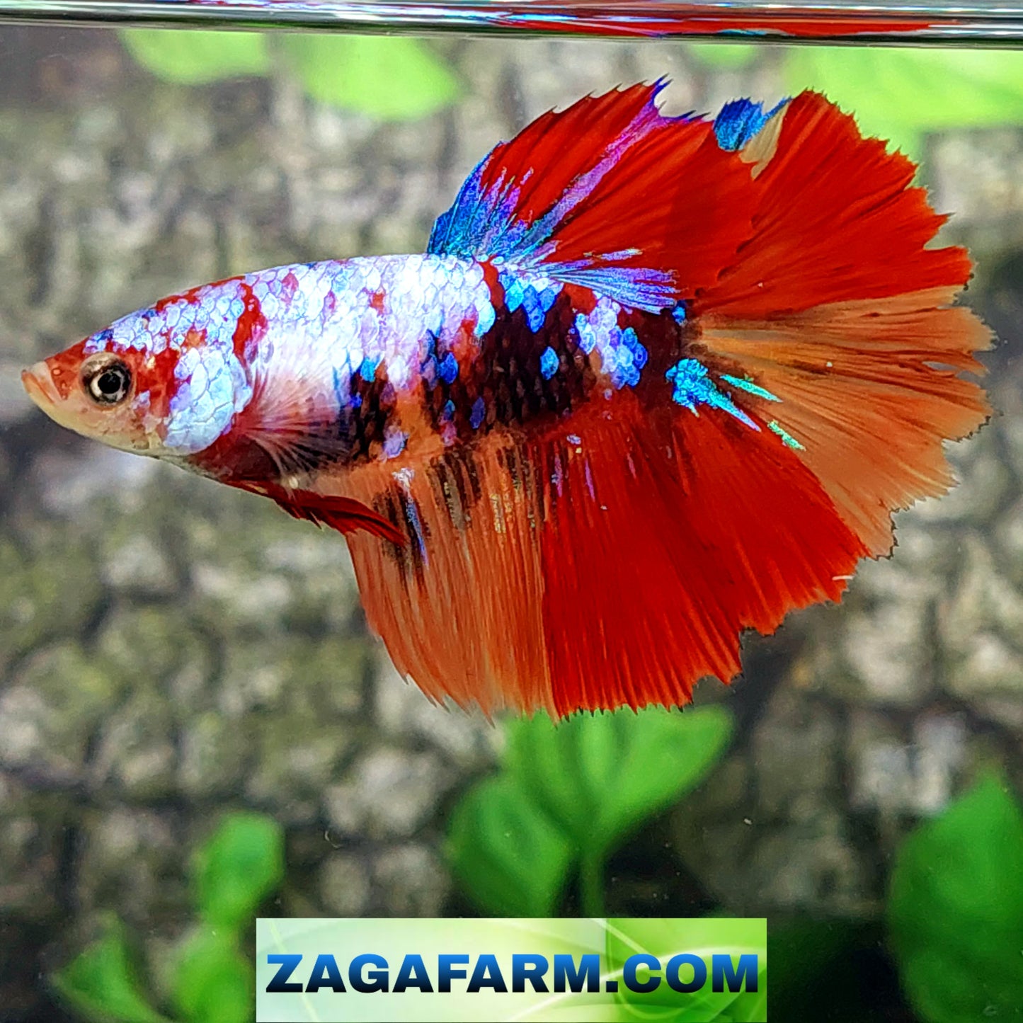 Multicolor Galaxy Halfmoon Female For Sorority Tank/Breed