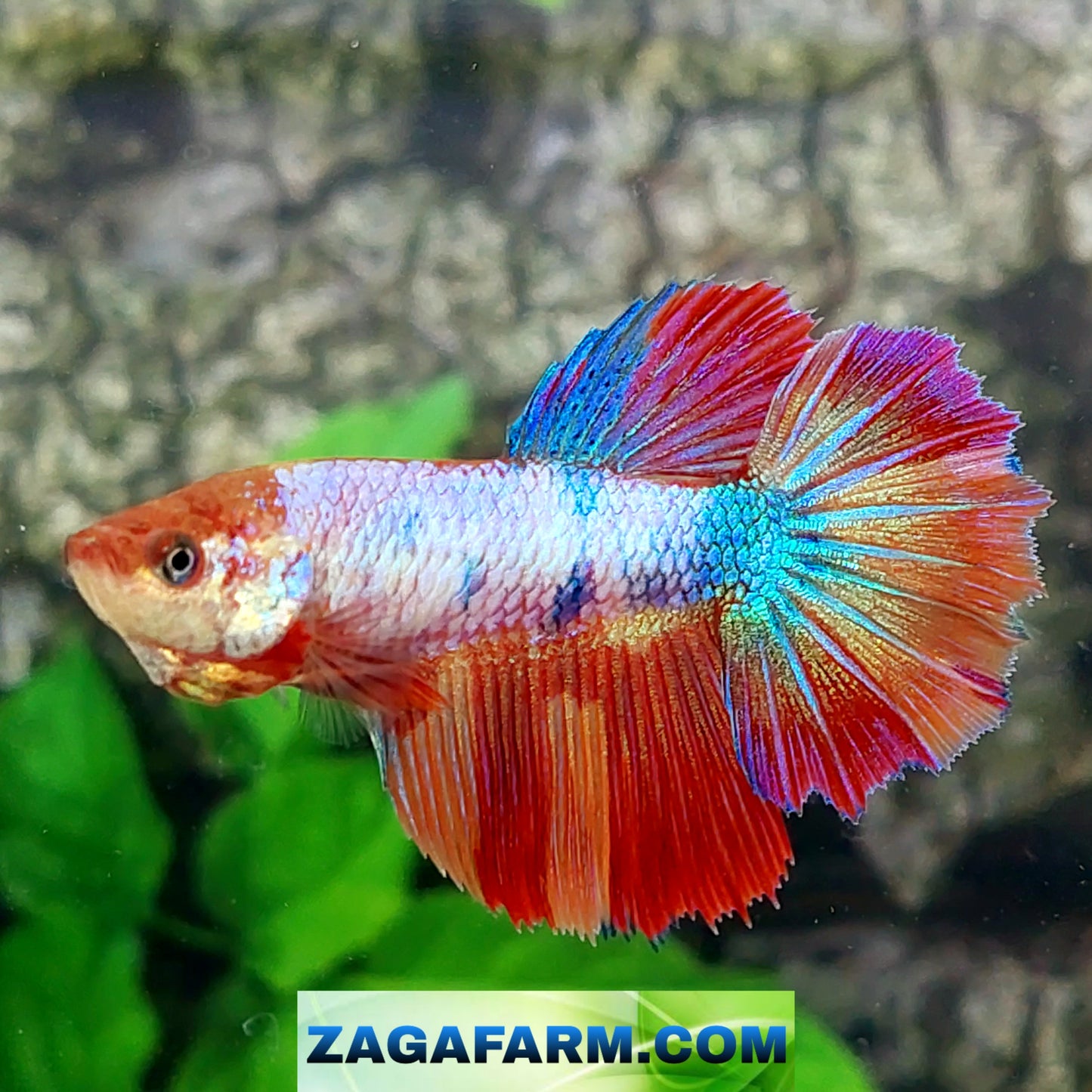 Multicolor Candy Halfmoon Female For Sorority Tank/Breed