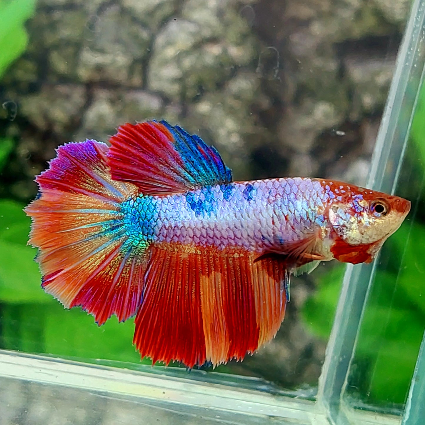 Multicolor Candy Halfmoon Female For Sorority Tank/Breed