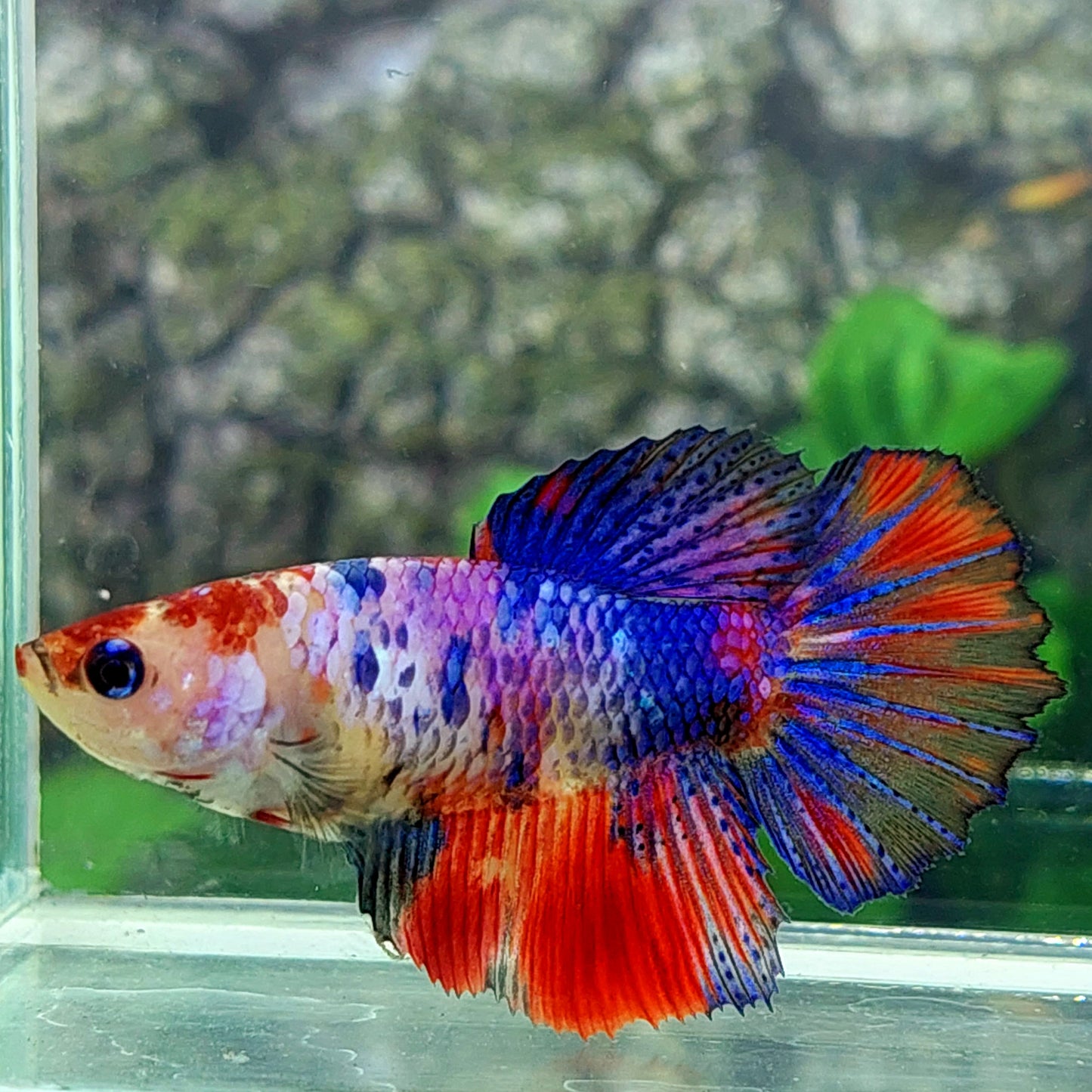 Multicolor Candy Halfmoon Female For Sorority Tank/Breed