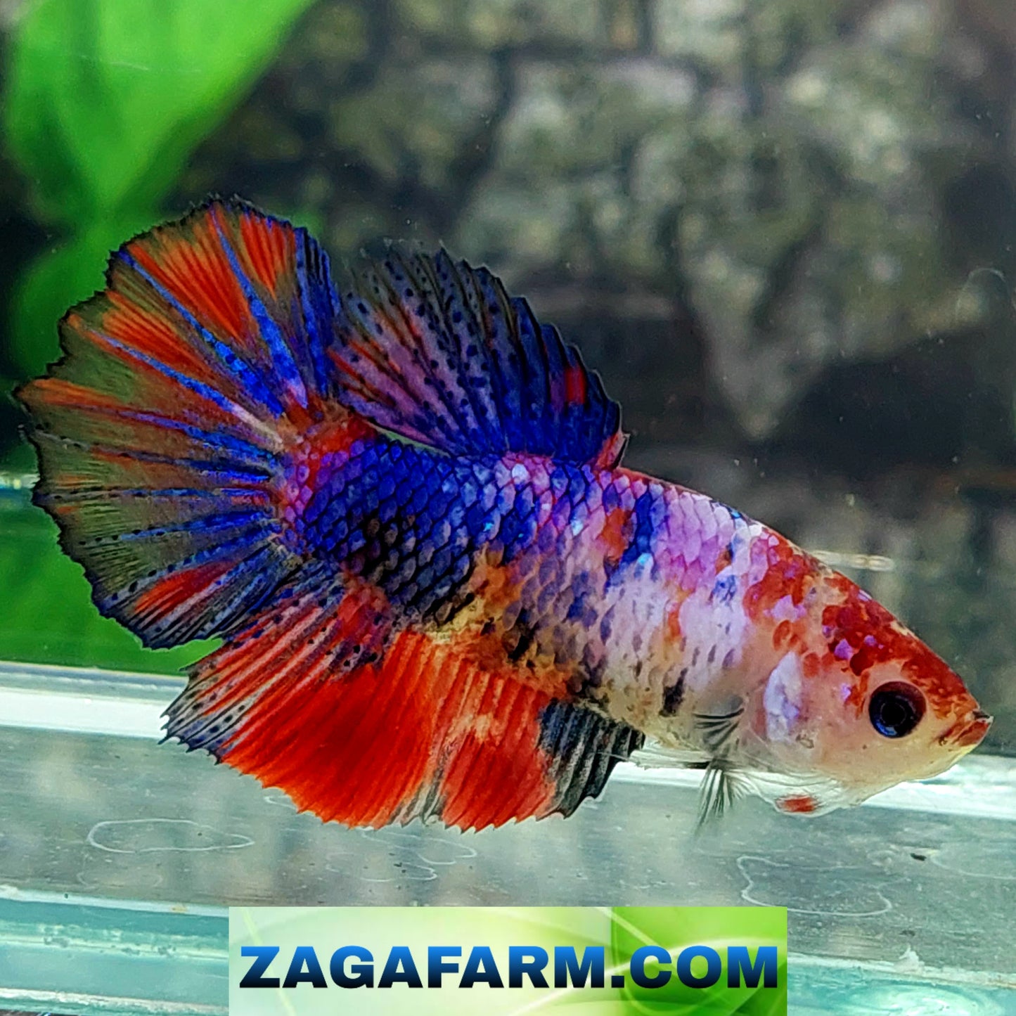 Multicolor Candy Halfmoon Female For Sorority Tank/Breed