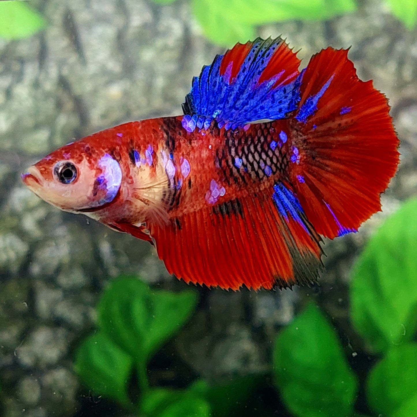 Multicolor Red Galaxy Halfmoon Female For Sorority Tank/Breed