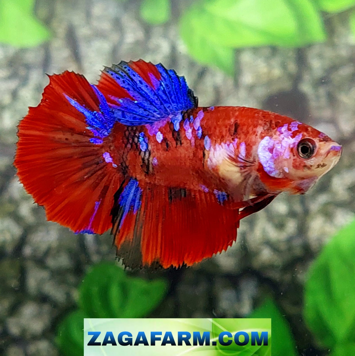 Multicolor Red Galaxy Halfmoon Female For Sorority Tank/Breed