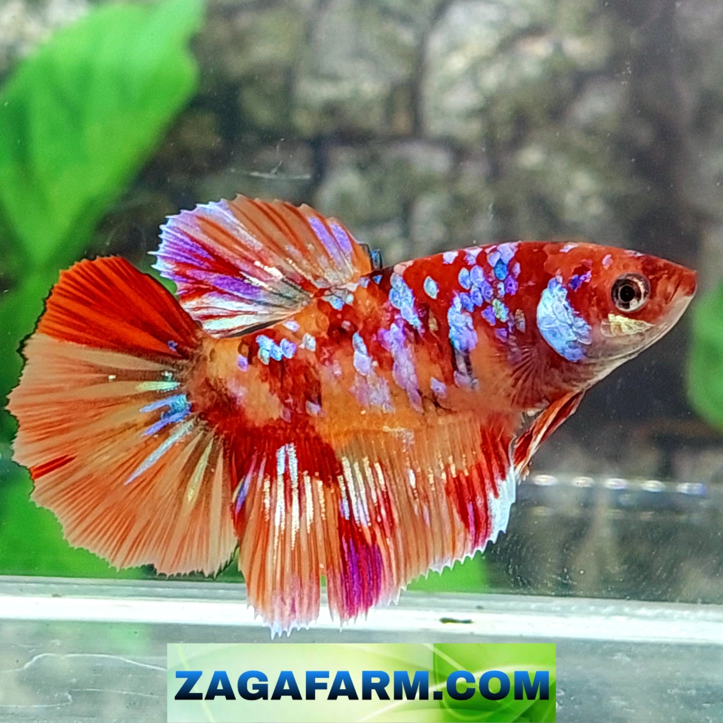 Multicolor Candy Pink Galaxy Halfmoon Female For Sorority Tank/Breed