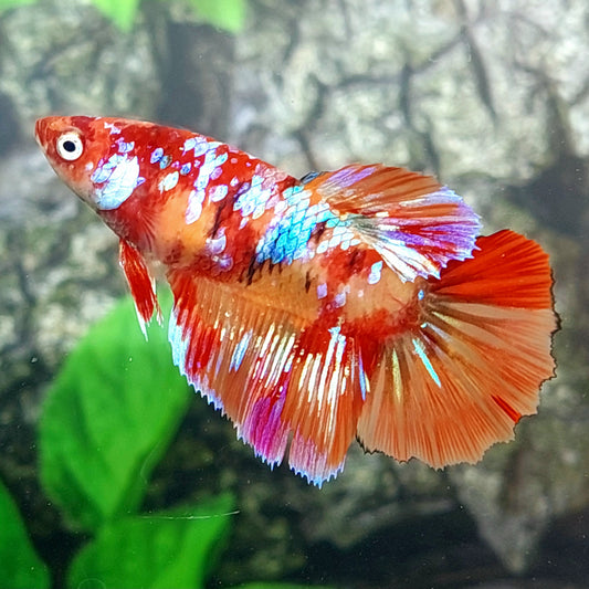 Multicolor Candy Pink Galaxy Halfmoon Female For Sorority Tank/Breed