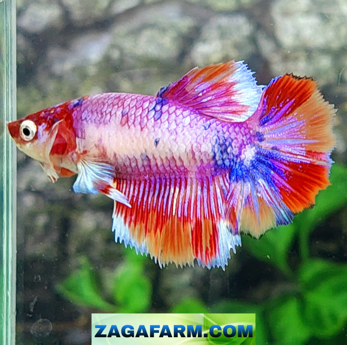 Multicolor Pink Purple Candy Halfmoon Female For Sorority Tank/Breed