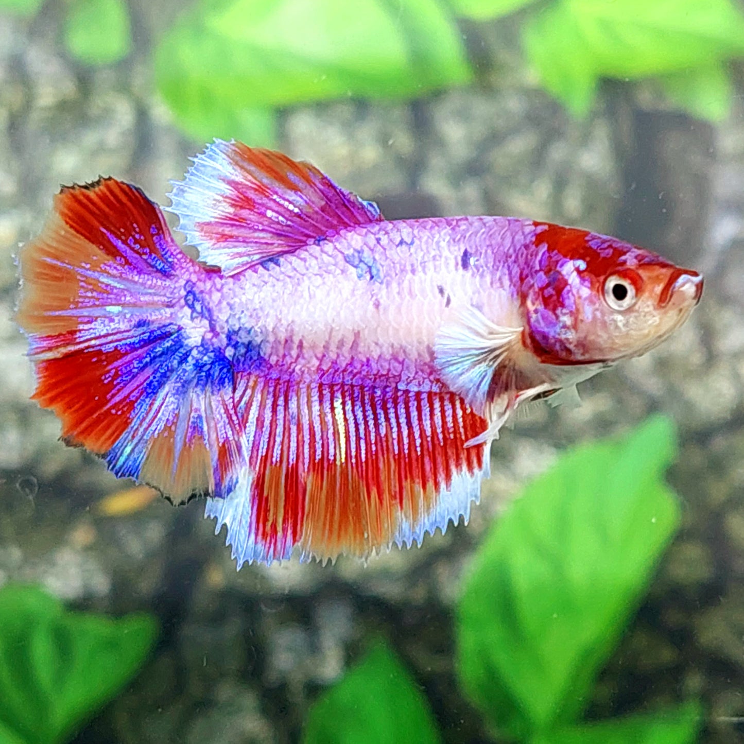 Multicolor Pink Purple Candy Halfmoon Female For Sorority Tank/Breed