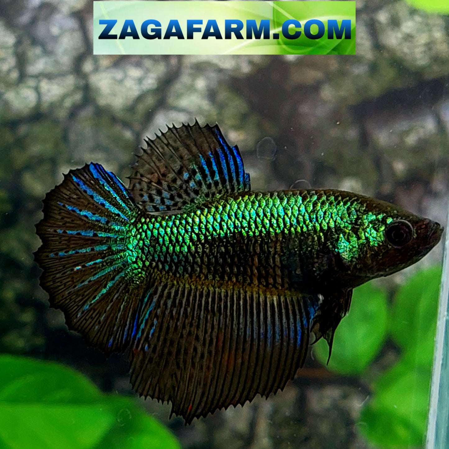 Super Green Black Samurai Halfmoon Female For Sorority Tank/Breed