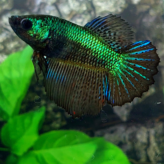 Super Green Black Samurai Halfmoon Female For Sorority Tank/Breed