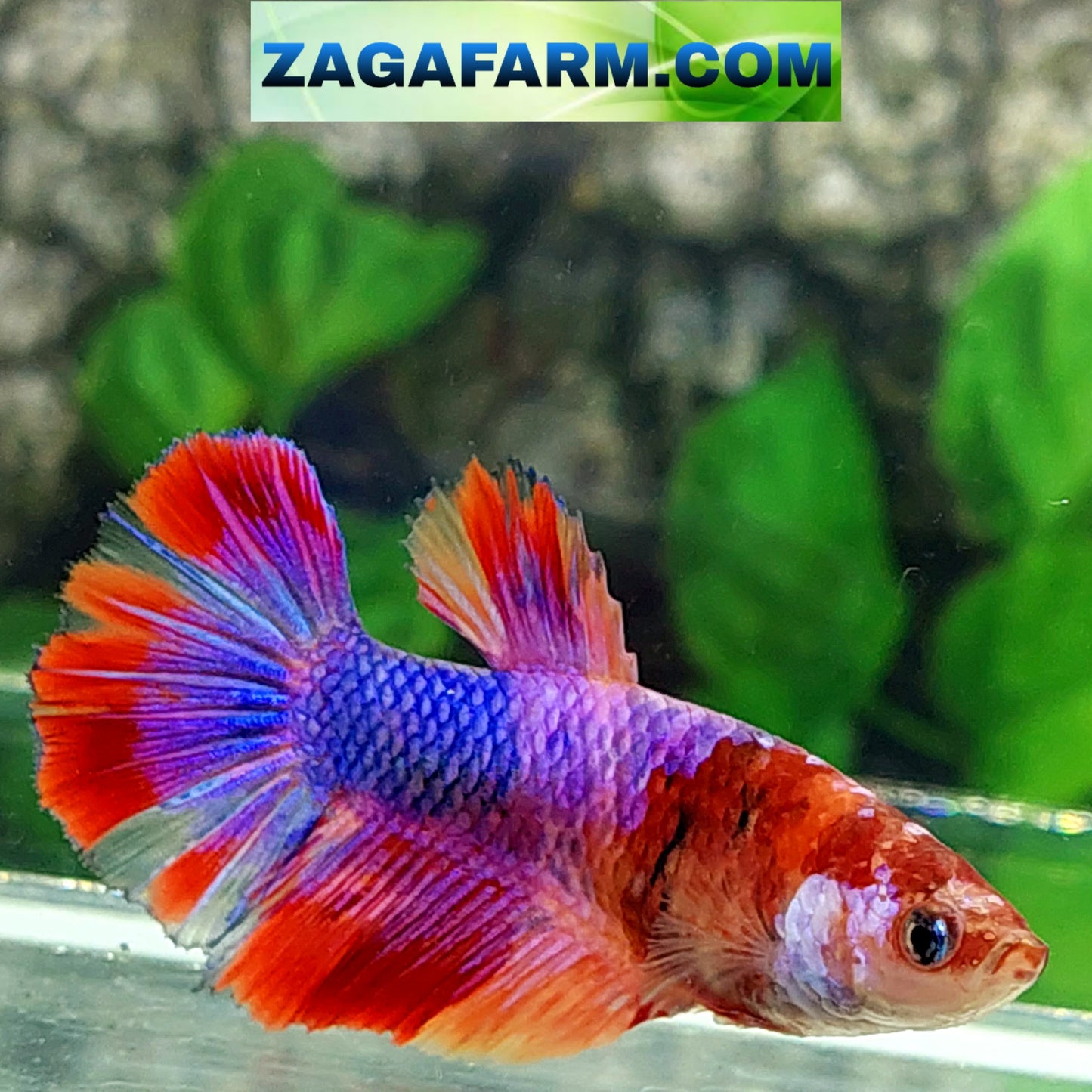 Multicolor Pink Purple Candy Halfmoon Female For Sorority Tank/Breed