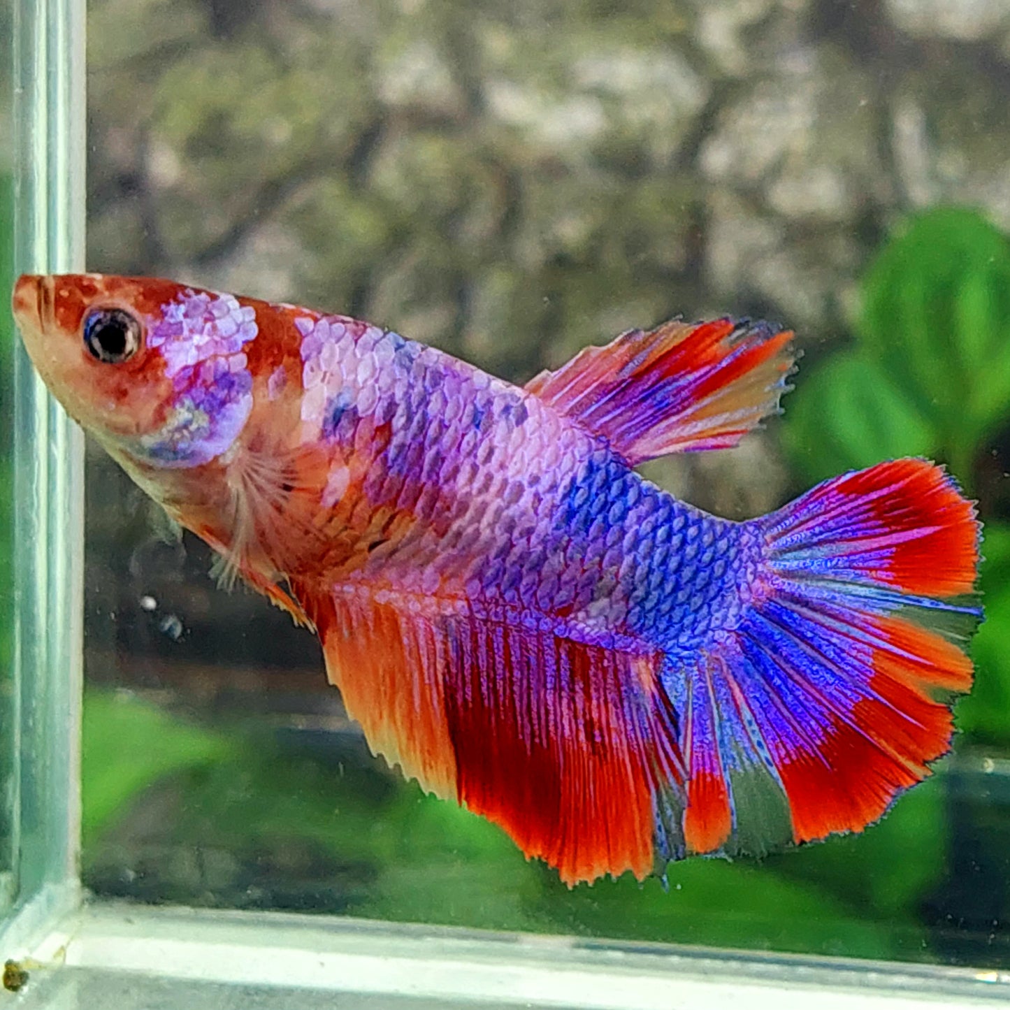 Multicolor Pink Purple Candy Halfmoon Female For Sorority Tank/Breed