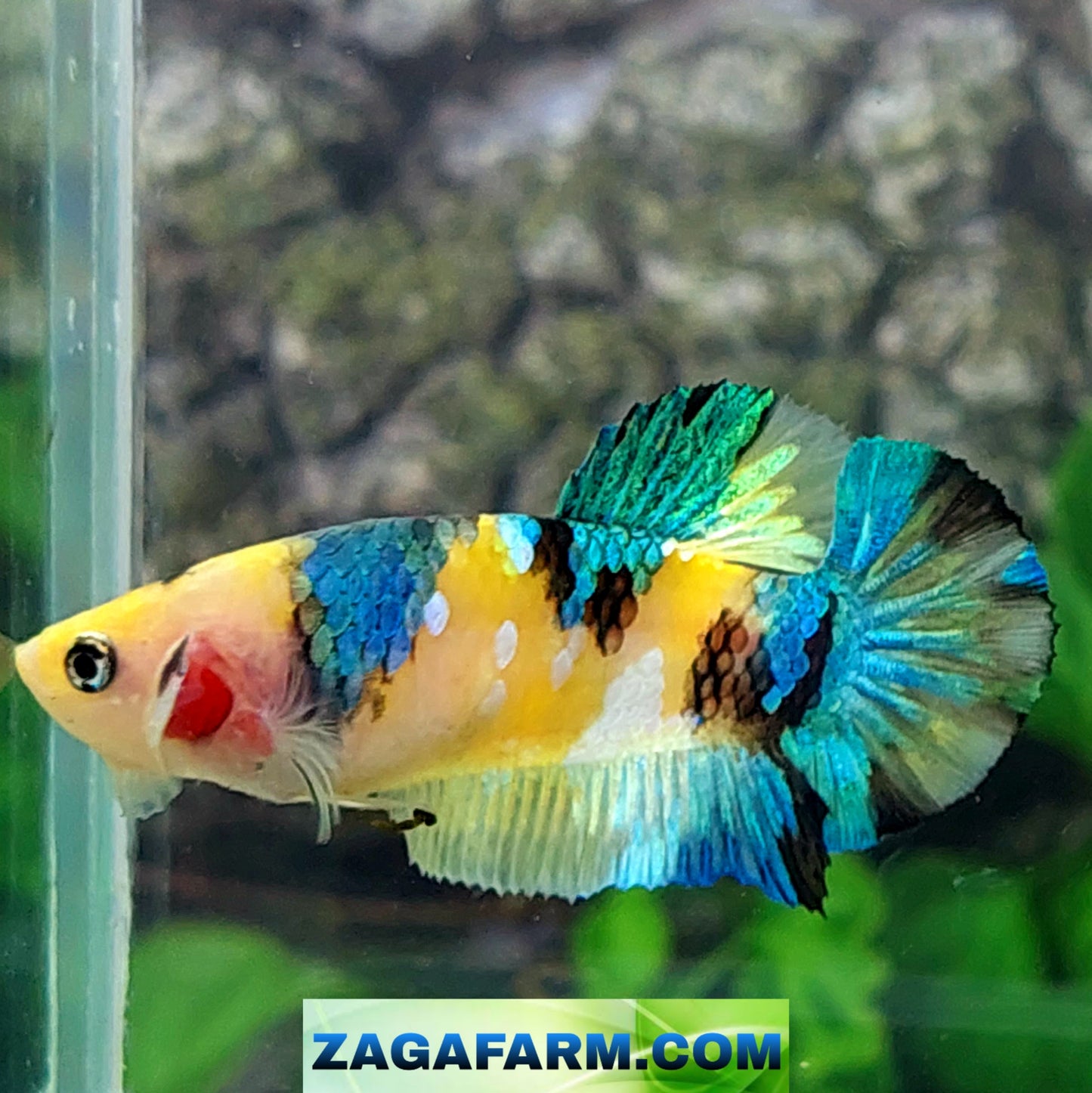 Multicolor Yellow Koi Galaxy HMPK Female For Sorority Tank/Breed