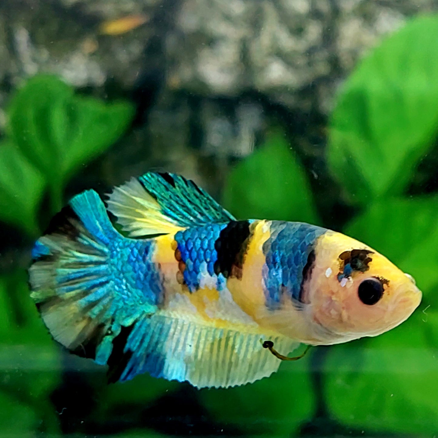 Multicolor Yellow Koi Galaxy HMPK Female For Sorority Tank/Breed