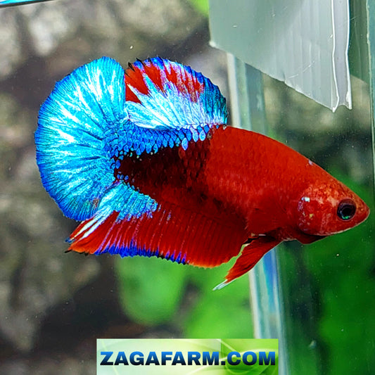 Hellboy Bluetail HMPK Female For Sorority Tank/Breed