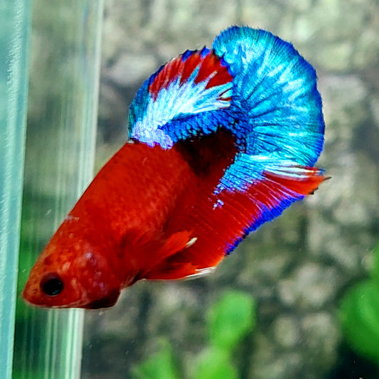 Hellboy Bluetail HMPK Female For Sorority Tank/Breed