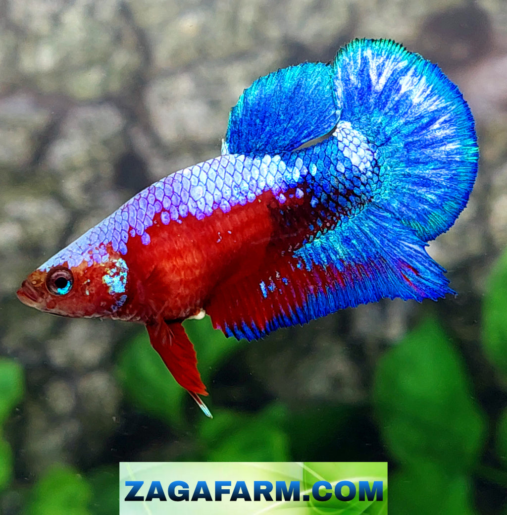Hellboy Samurai Bluetail HMPK Female For Sorority Tank/Breed