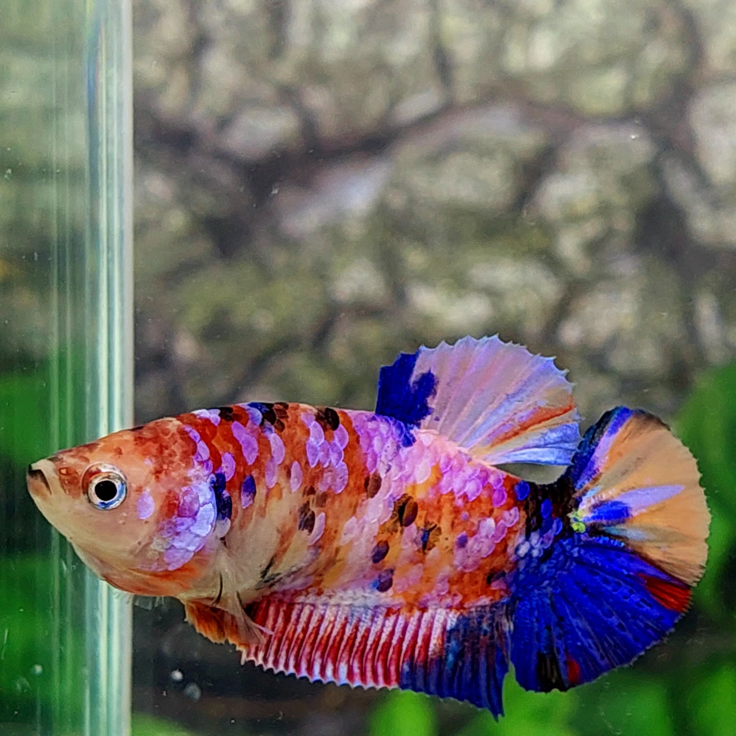 Multicolor Pink Galaxy HMPK Female For Sorority Tank/Breed