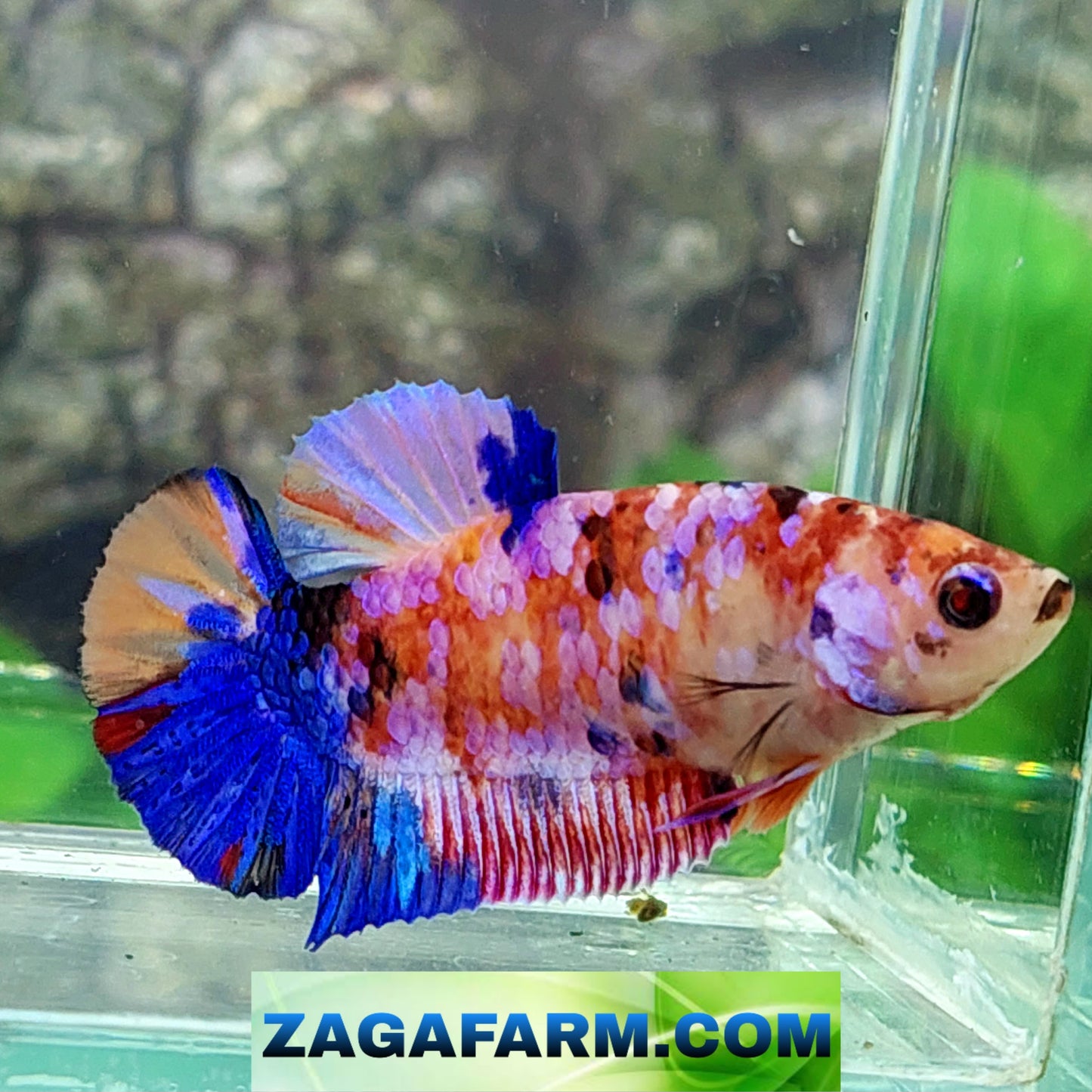 Multicolor Pink Galaxy HMPK Female For Sorority Tank/Breed