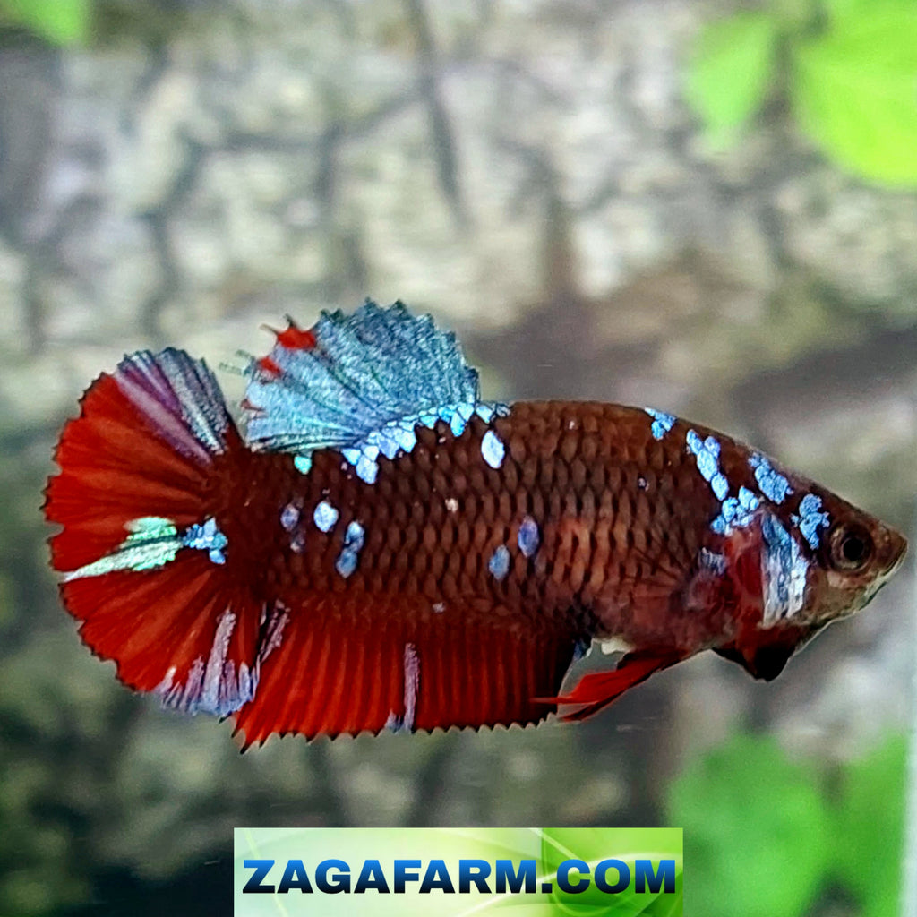 Black Red Galaxy HMPK Female For Sorority Tank/Breed