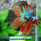 Multicolor Galaxy Halfmoon Male