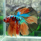 Multicolor Galaxy Halfmoon Male