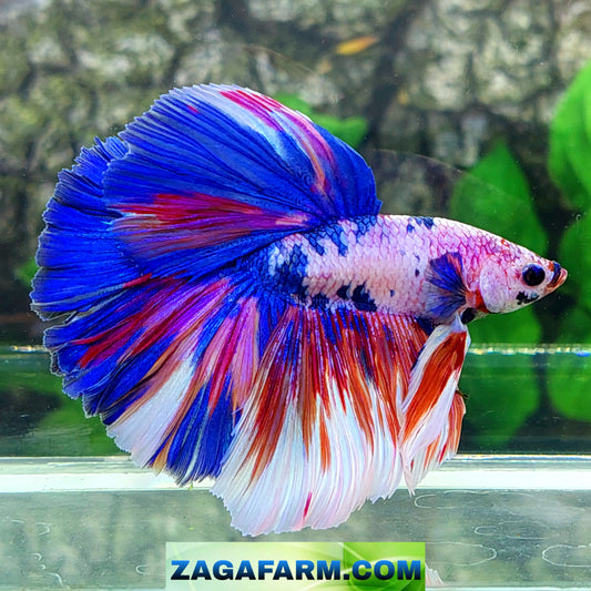 Multicolor Candy Pink Purple Halfmoon Male