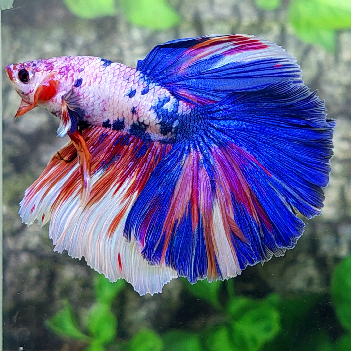 Multicolor Candy Pink Purple Halfmoon Male