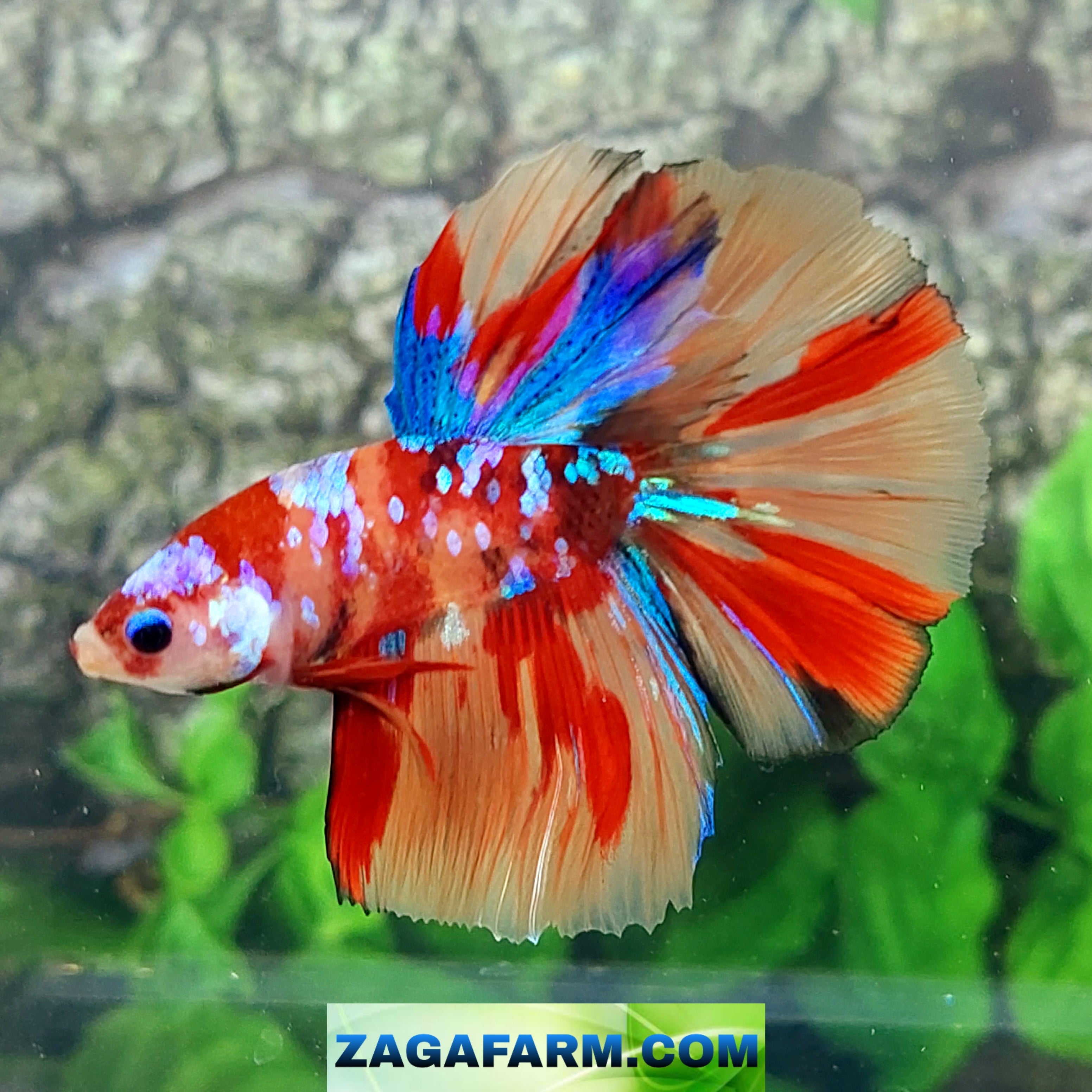 Multicolor Galaxy Halfmoon Male