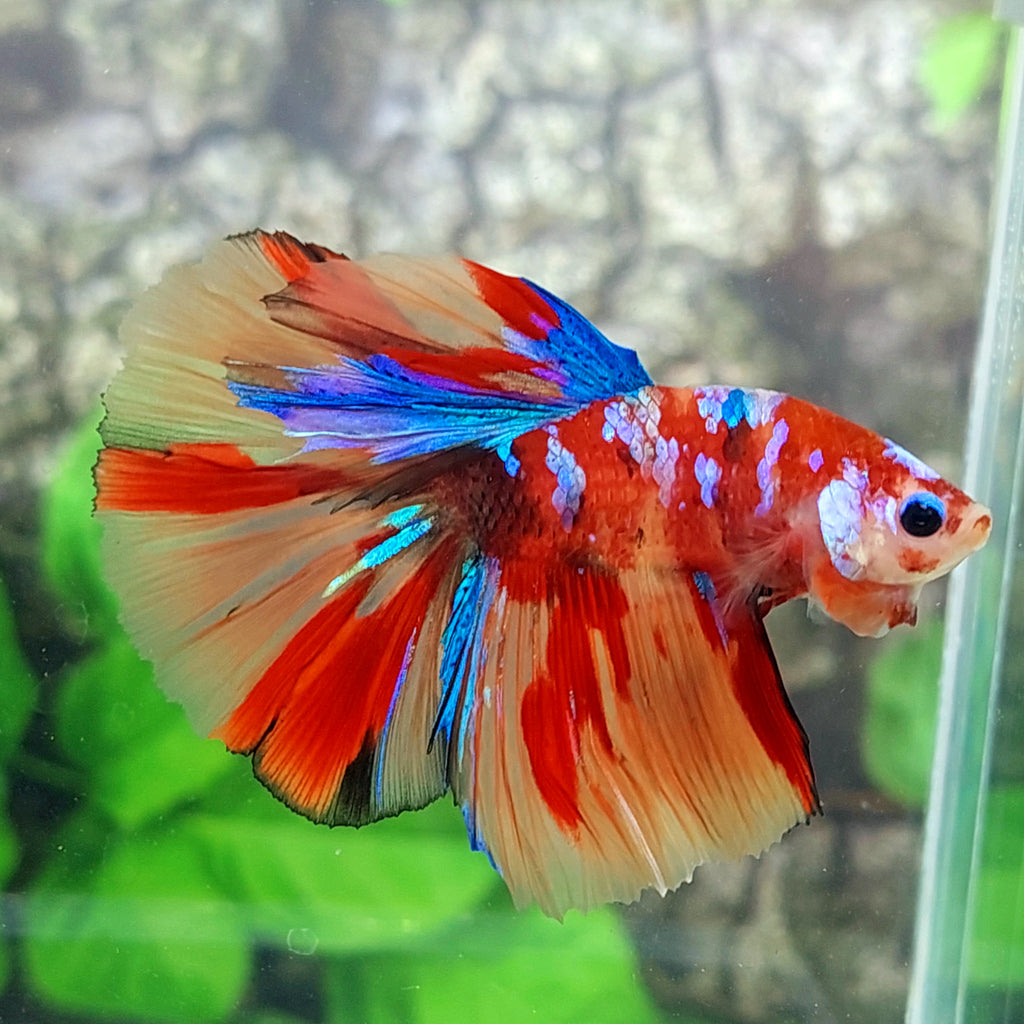Multicolor Galaxy Halfmoon Male