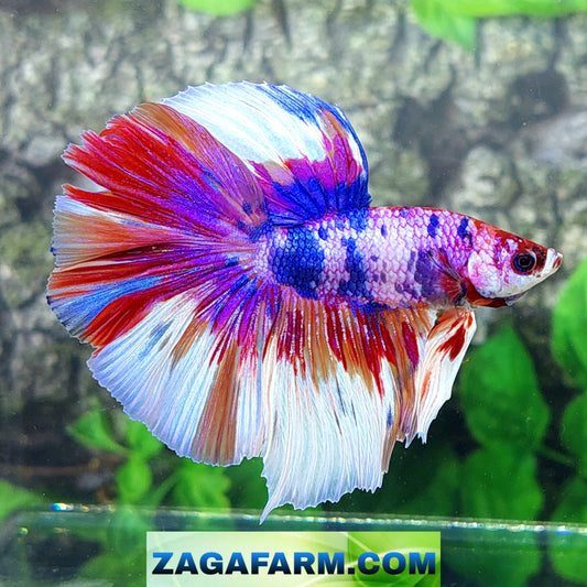 Multicolor Candy Pink Purple Halfmoon Male