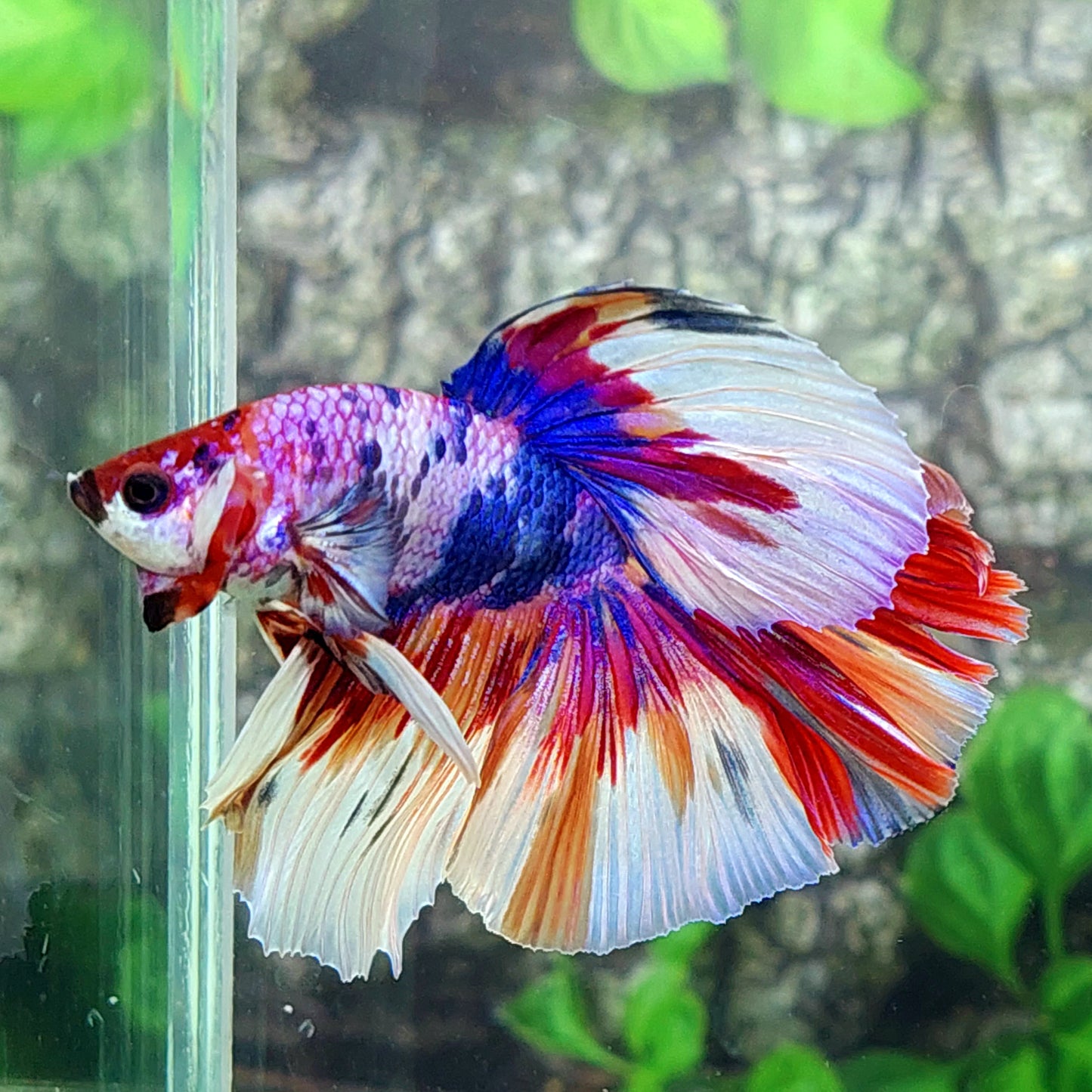 Multicolor Candy Pink Purple Halfmoon Male