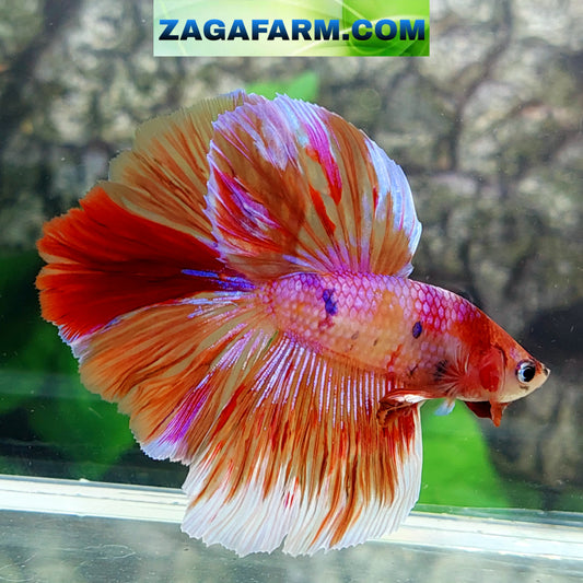 Multicolor Candy Pink Galaxy Halfmoon Male