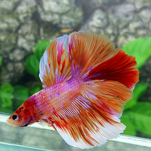 Multicolor Candy Pink Galaxy Halfmoon Male