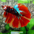 Avatar Nemo Galaxy Halfmoon Male