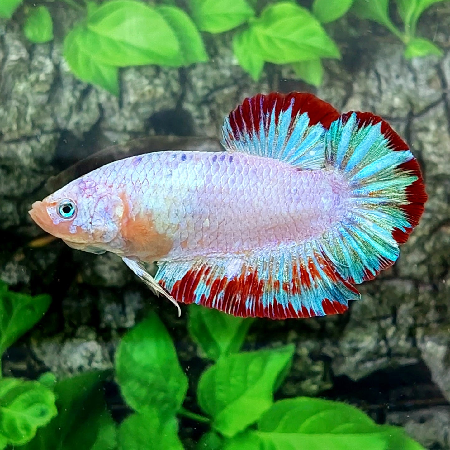 Fancy Pink Skyblue GIANT HMPK Male