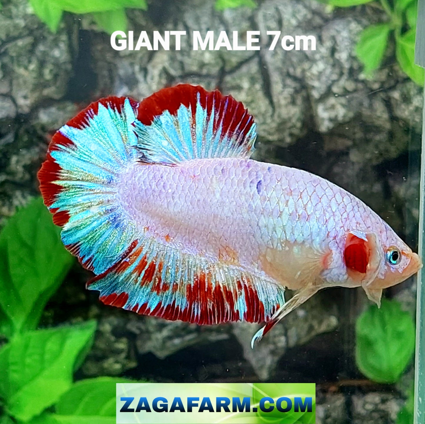 Fancy Pink Skyblue GIANT HMPK Male