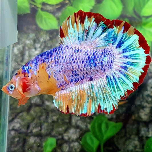 Multicolor Purple Candy GIANT HMPK Male