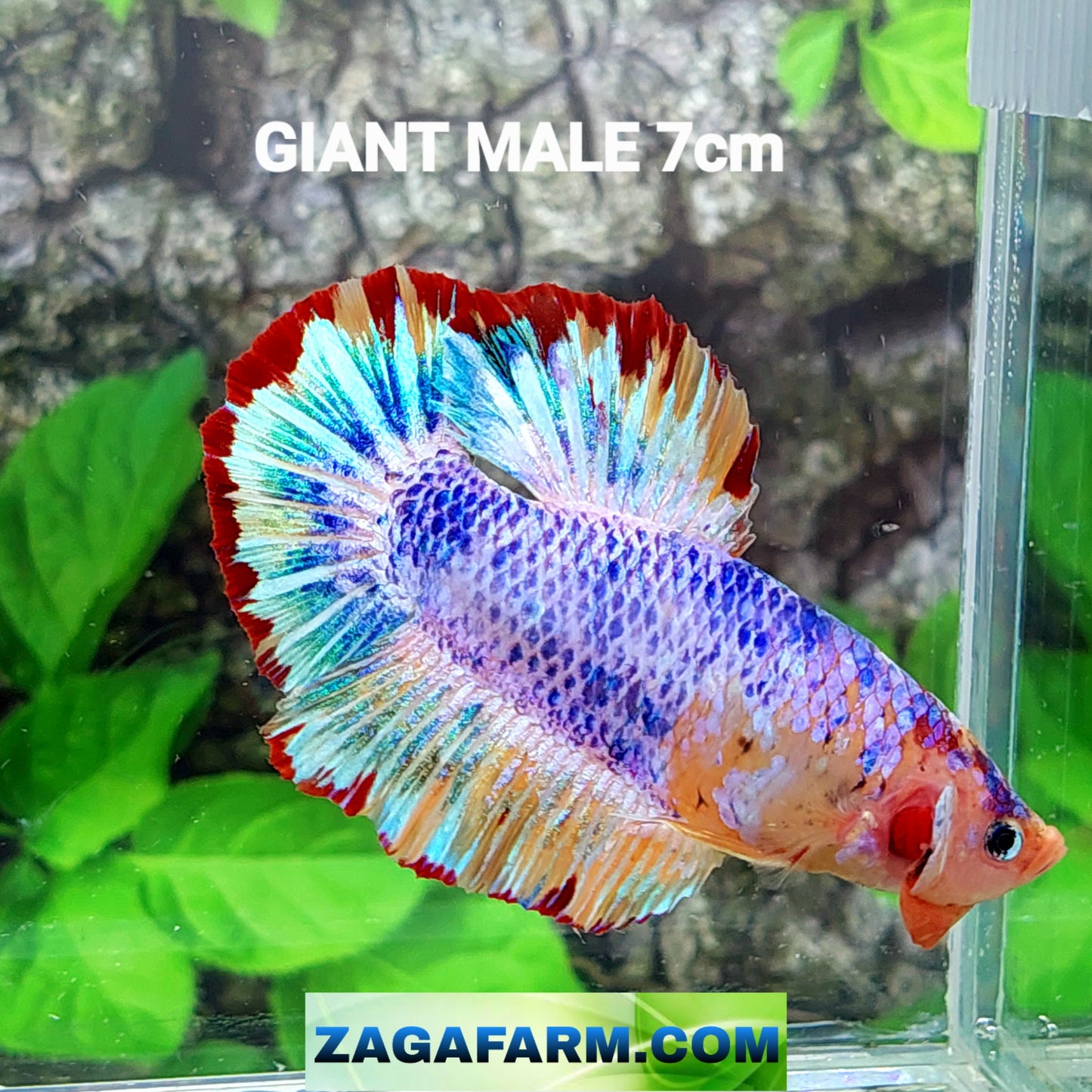 Multicolor Purple Candy GIANT HMPK Male